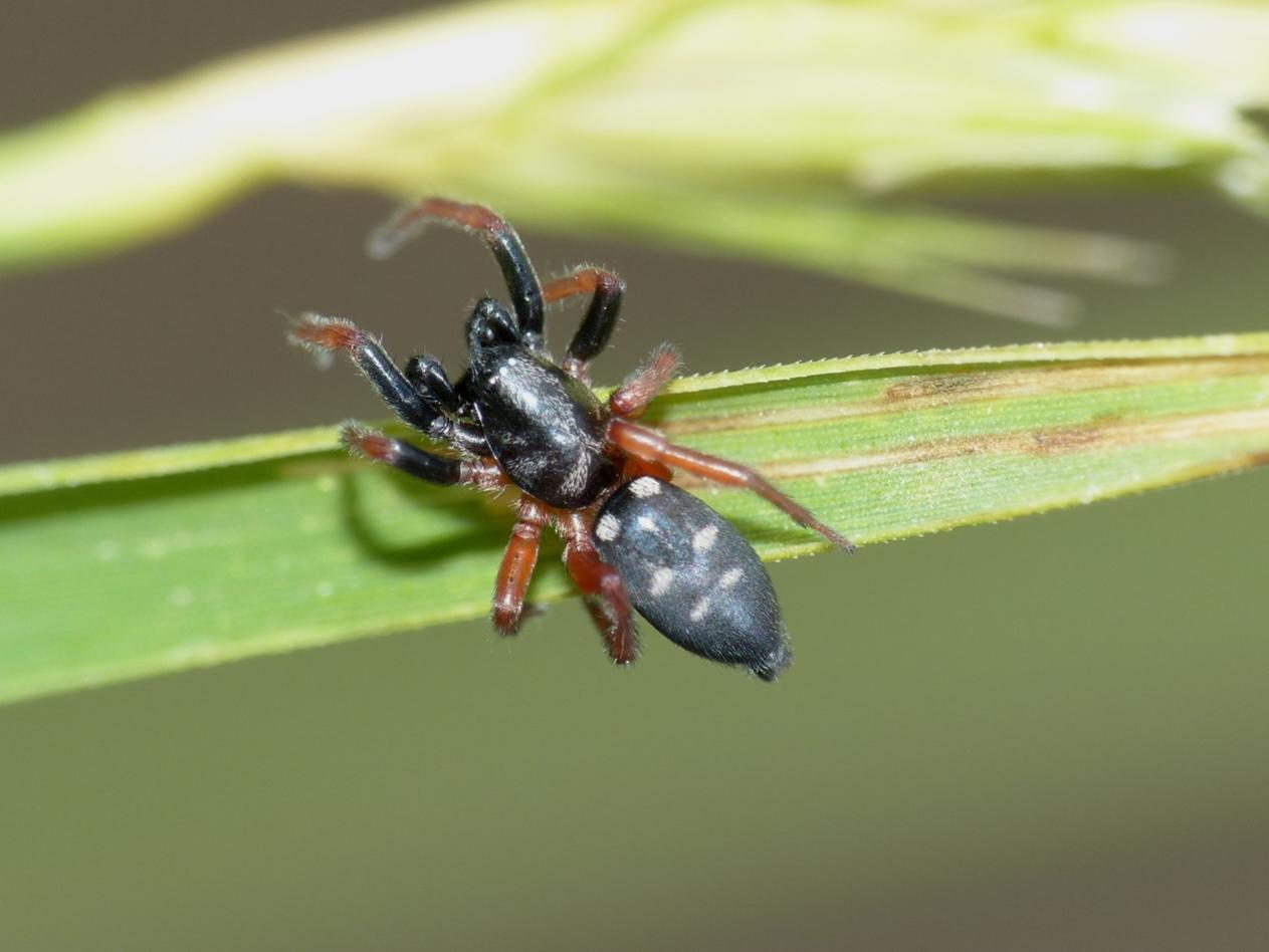 Phaeocedus braccatus (maschio) - Montecompatri (RM)